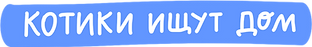 Котики ищут дом