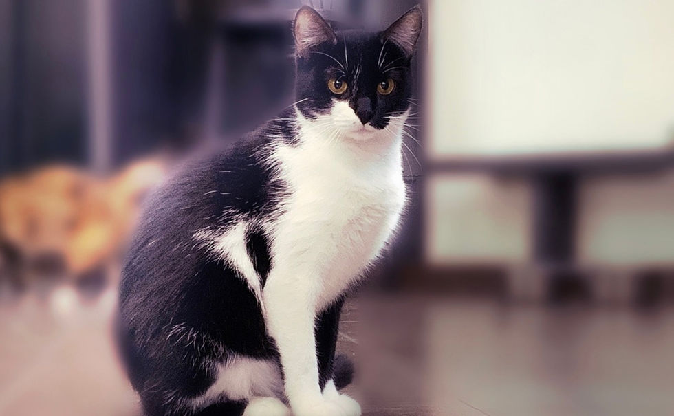 Никки — кот ищет дом